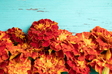 Closeup marigold orange flowers on an old turquoise wooden table. Copy space