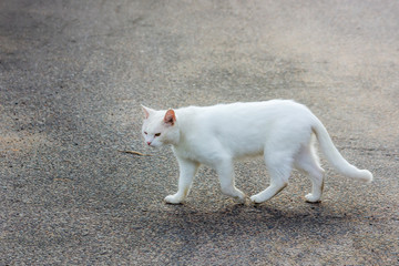 The white cat crosses the road. The concept will be: the white cat crossing the road brings good luck.  