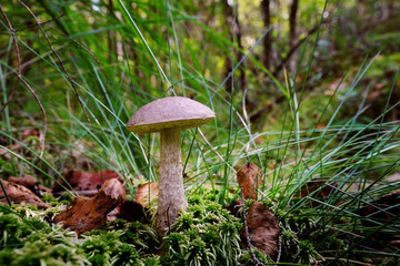 Mushroom in a forest glade