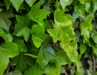 Hedgerow of young and green leaves of common ivy, close-up, natural background
