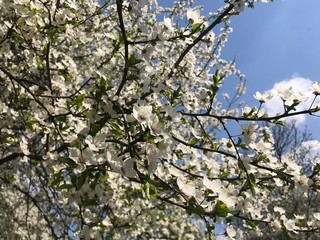 blooming cherry tree in spring