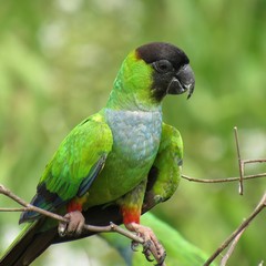 parrot on branch