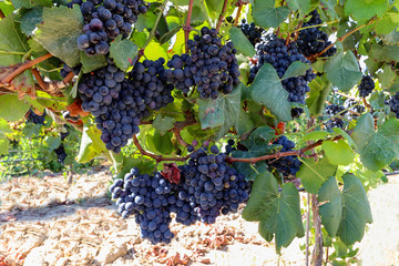 Ripe red wine grapes before harvest in a vineyard at a winery, rural landscape for viticulture and agricultural wine production, Spain Europe