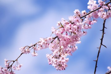 喜多方日中線の枝垂れ桜