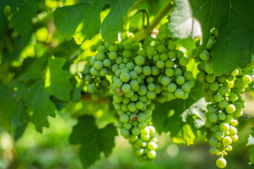 Grapes on vines at a vineyard in Italy