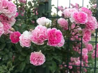pink flowers in the garden