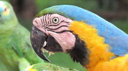 blue and yellow macaw