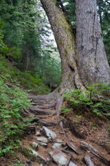 tree stump blocking a trail in north vancouver, hiking in Canada