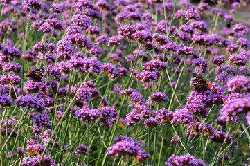Obraz premium field of purple flowers