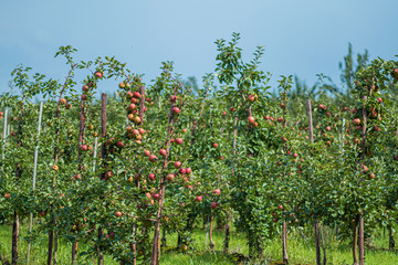 Fototapeta na wymiar Reife Äpfel auf an Apfelbäumen