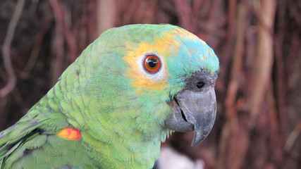 blue and yellow macaw