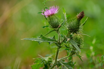 Purple pink thistle on rainy day