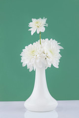 White chrysanthemum flowers on a mint background. Trendy color 2020.