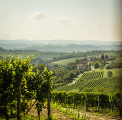Wine country in northern Italy with vineyards