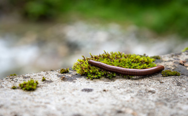 Centipede close-up image in natural enviroment