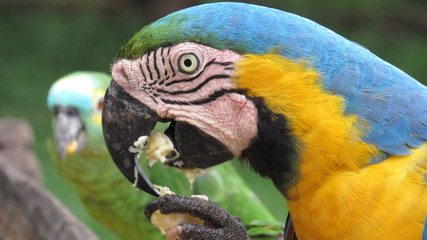 parrot on a branch