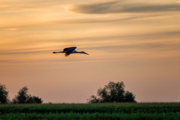 Stork bird flying over a field at sunset