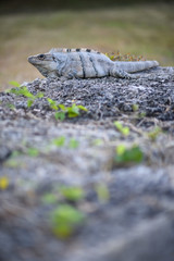 Iguana en Yucatan
