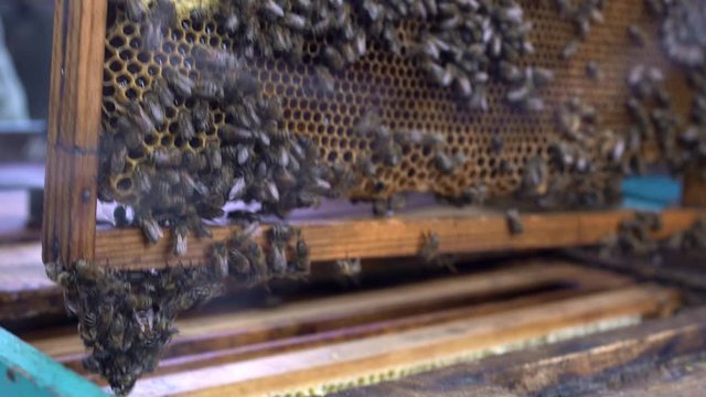 Closeup view at honeycomb with honey and many bees