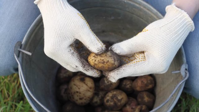 farmer is holding potatoes, hands and potatoes stained with earth. bio productsand  grow vegetables concept