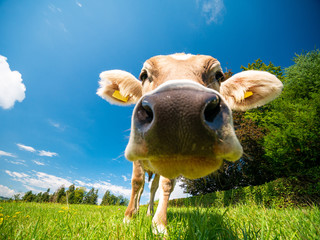 Cow in German alps (Allgäu)