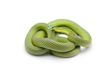 Baron's green racer snake isolated on white background