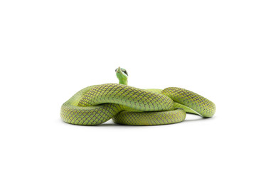 Baron's green racer snake isolated on white background