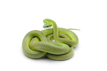 Baron's green racer snake isolated on white background