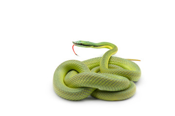 Baron's green racer snake isolated on white background