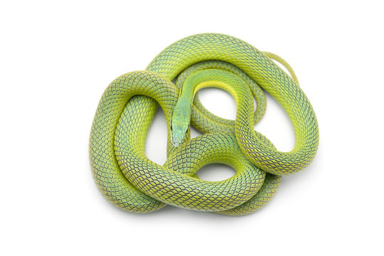 Baron's green racer snake isolated on white background