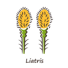 Liatris yellow color icon. Blazing star blooming flower with name inscription. Dwarf gayfeather garden plant. Spicata kobold inflorescence. Wildflower. Spring blossom. Isolated vector illustration