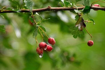Red berry on a rainy day