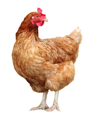 Brown hen isolated on a white background.