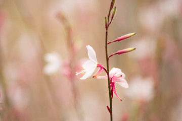 Obraz premium White and Pink Beeblossom flower