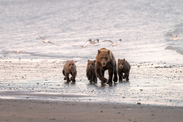 Fototapeta premium Mother bear and three cubs walking down the beach in the rain while sea gulls fly around them. Image taken in Lake Clark National Park and Preserve, Alaska.
