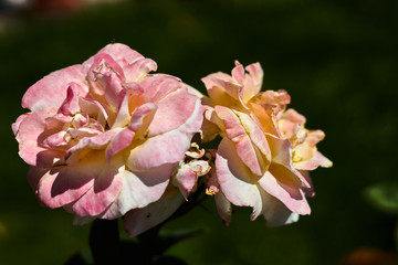 Obraz premium Two pink roses in a garden