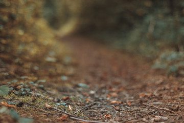 colorful forest pathway in extreme depth of field