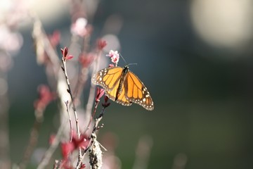 butterfly on flower