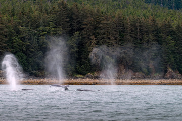 A humpback whale lifting its tail out of the water while the backs and spray from other whales...