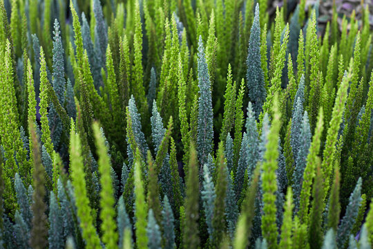 Young Heather bushes of differen shades of green