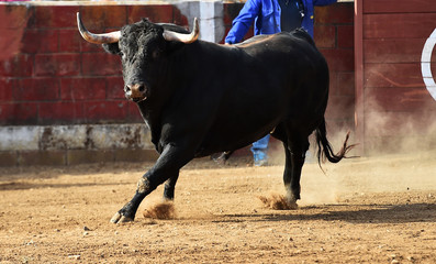 toro bravo español en plaza de toros