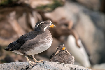 Pair of Rhinoceros Auklets