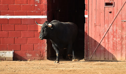 toro bravo español en plaza de toros