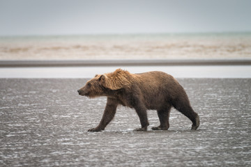 Adult grizzly walking on the beach in the rain.  Image taken in Lake Clark National Park and...