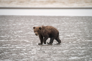 Grizzly bear cub walking on the beach in the rain.  Image taken in Lake Clark National Park and...