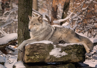 Gray wolf laying on a snow covered rock with a forest in the background.