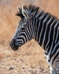 A cure little Zebra foal, photographed in South Africa.