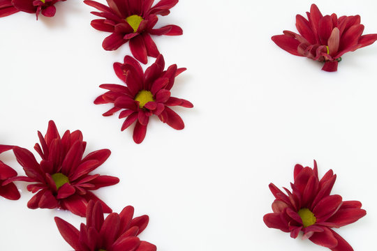 Beautiful Red Flowers In Milk. Milk Bath. View From Above.