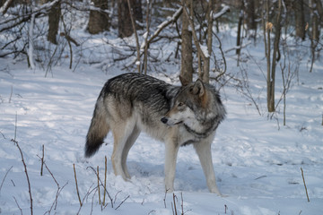 Fototapeta na wymiar Gray wolf walking through a forest in the snow