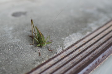 キリギリス